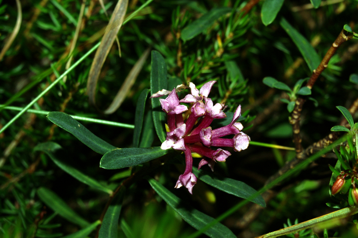 Striated daphne: Progasti volčin v Krnici (Kr. gora).