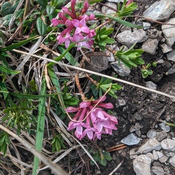 Striated daphne (Daphne striata)