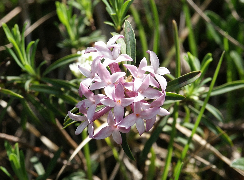 Striated daphne: Daphne striata , Ausserfern, Österreich