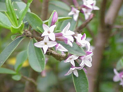 Daphne tangutica (Daphne tangutica)