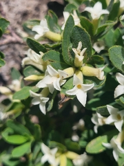 Daphne transcaucasica (Daphne transcaucasica)