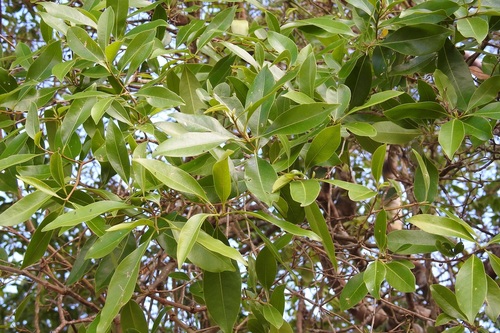Burn nose (Daphnopsis americana)