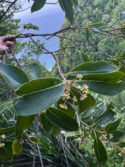 Burn nose (Daphnopsis americana)
