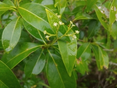 Burn nose (Daphnopsis americana)