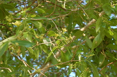 Burn nose (Daphnopsis americana)