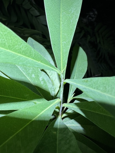 Burn nose (Daphnopsis americana)
