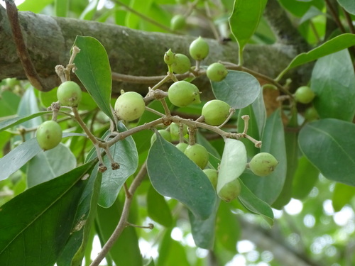 Burn nose (Daphnopsis americana)