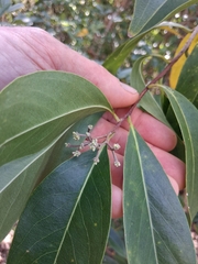 Burn nose (Daphnopsis americana)