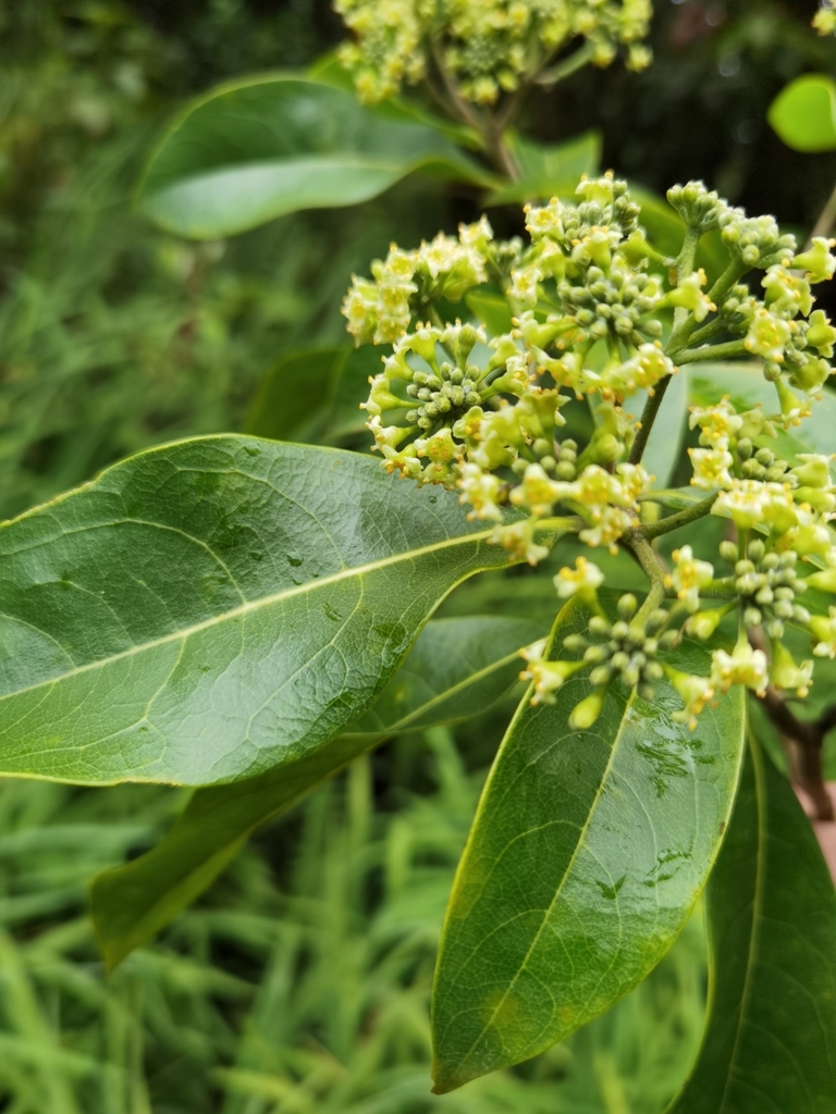 Burn nose (Daphnopsis americana)