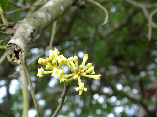 Burn nose (Daphnopsis americana)