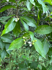 Burn nose (Daphnopsis americana)