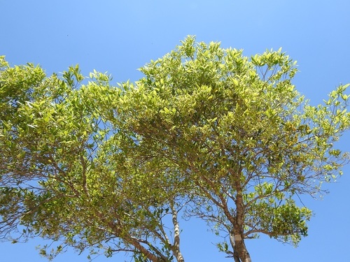 Burn nose (Daphnopsis americana)