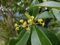 Burn nose (Daphnopsis americana)