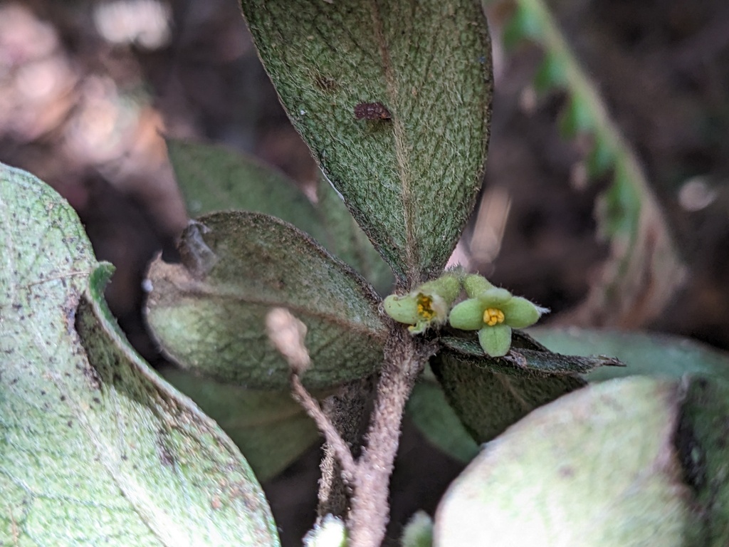 Daphnopsis crassifolia (Daphnopsis crassifolia)