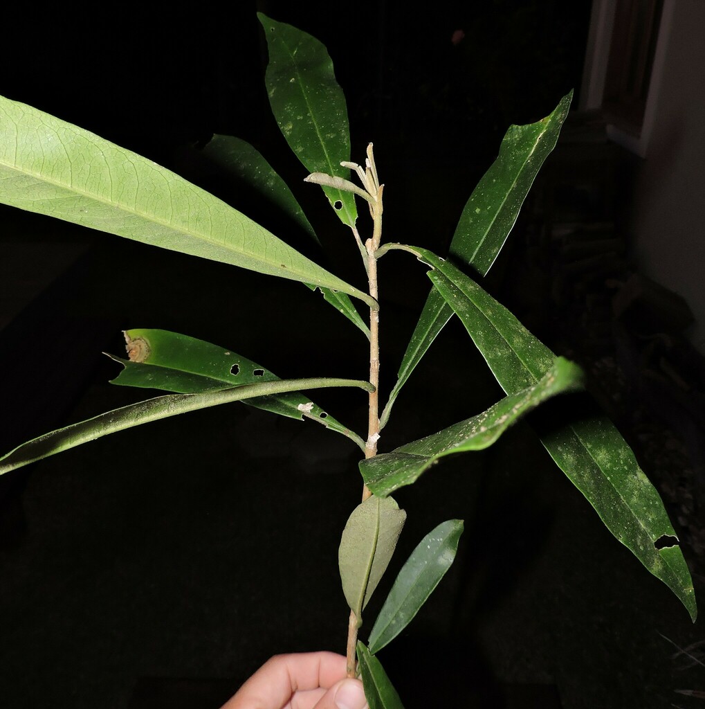 Daphnopsis fasciculata (Daphnopsis fasciculata)