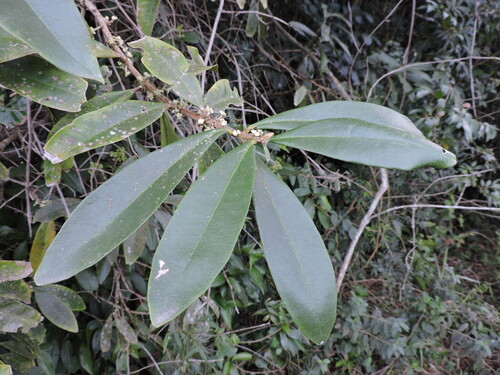 Daphnopsis fasciculata (Daphnopsis fasciculata)