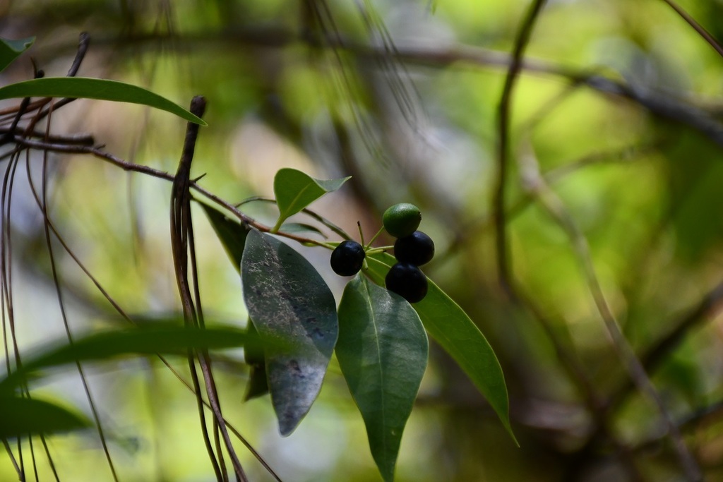 Daphnopsis ficina (Daphnopsis ficina)