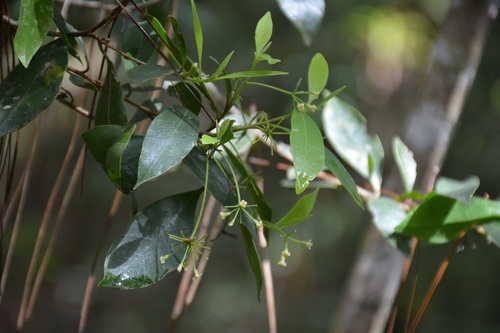 Daphnopsis ficina (Daphnopsis ficina)