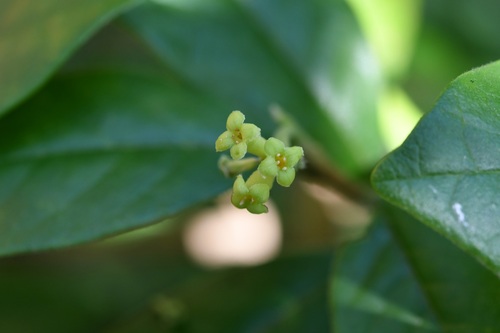 Daphnopsis malacophylla (Daphnopsis malacophylla)