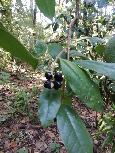 Daphnopsis malacophylla (Daphnopsis malacophylla)