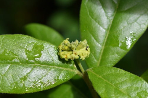 Daphnopsis malacophylla (Daphnopsis malacophylla)