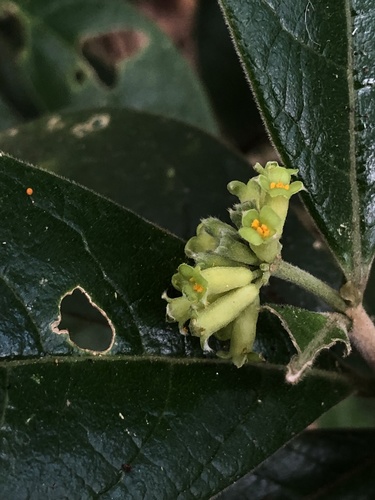 Daphnopsis malacophylla (Daphnopsis malacophylla)