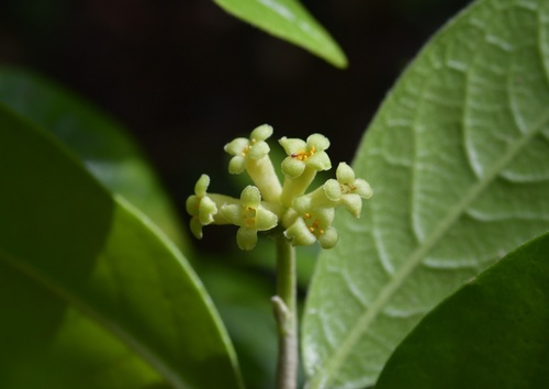 Daphnopsis malacophylla (Daphnopsis malacophylla)