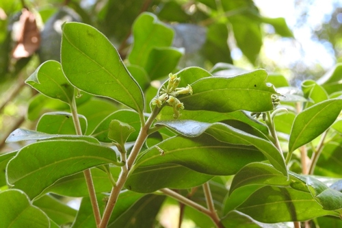 Daphnopsis malacophylla (Daphnopsis malacophylla)