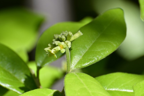 Daphnopsis malacophylla (Daphnopsis malacophylla)