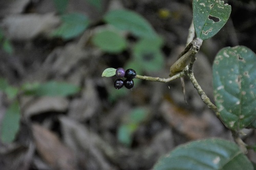 Daphnopsis malacophylla (Daphnopsis malacophylla)