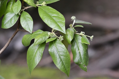 Daphnopsis malacophylla (Daphnopsis malacophylla)