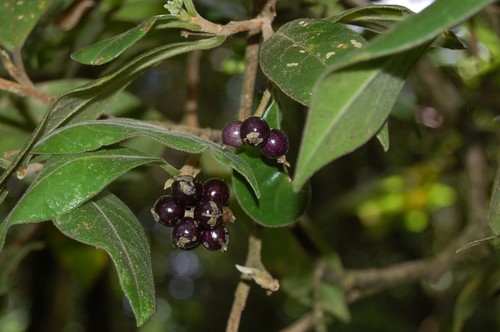 Daphnopsis malacophylla (Daphnopsis malacophylla)