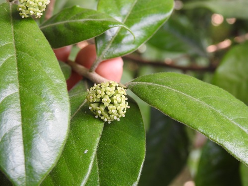 Daphnopsis malacophylla (Daphnopsis malacophylla)