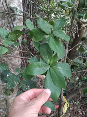 Emajagua de sierra (Daphnopsis philippiana)