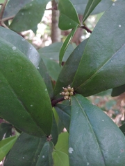 Emajagua de sierra (Daphnopsis philippiana)