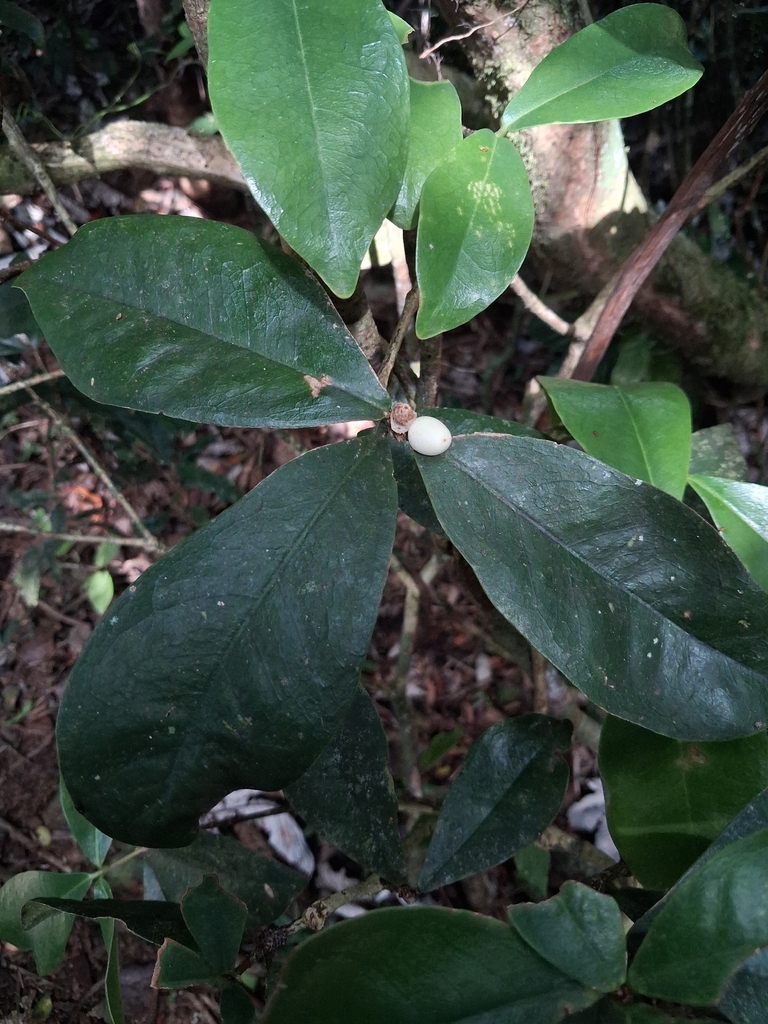 Emajagua de sierra (Daphnopsis philippiana)