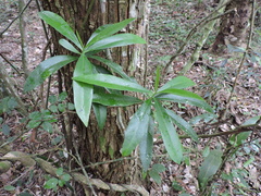 Daphnopsis pseudosalix (Daphnopsis pseudosalix)