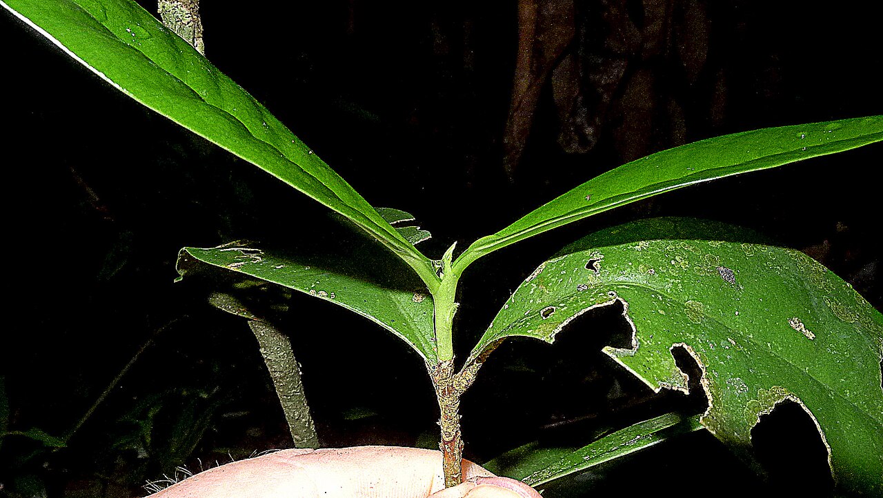 Daphnopsis racemosa: Daphnopsis racemosa Griseb.