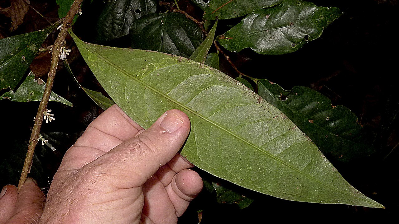 Daphnopsis racemosa: Daphnopsis racemosa Griseb.
