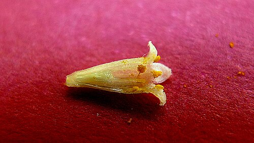 Daphnopsis racemosa: Daphnopsis racemosa Griseb.