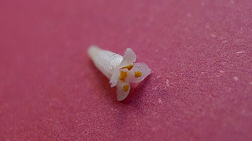 Daphnopsis racemosa: Daphnopsis racemosa Griseb.