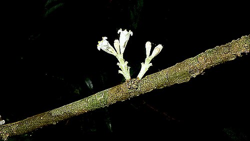 Daphnopsis racemosa: Daphnopsis racemosa Griseb.