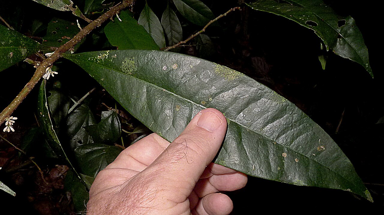 Daphnopsis racemosa: Daphnopsis racemosa Griseb.