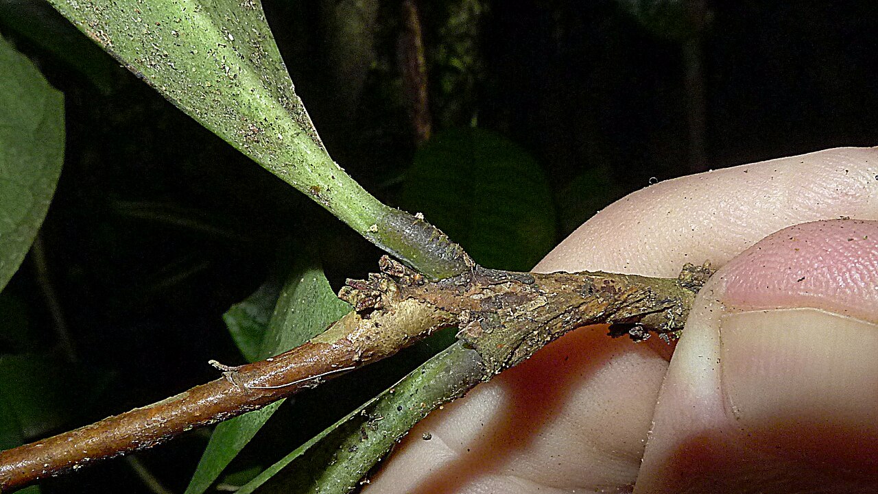 Daphnopsis racemosa: Daphnopsis racemosa Griseb.