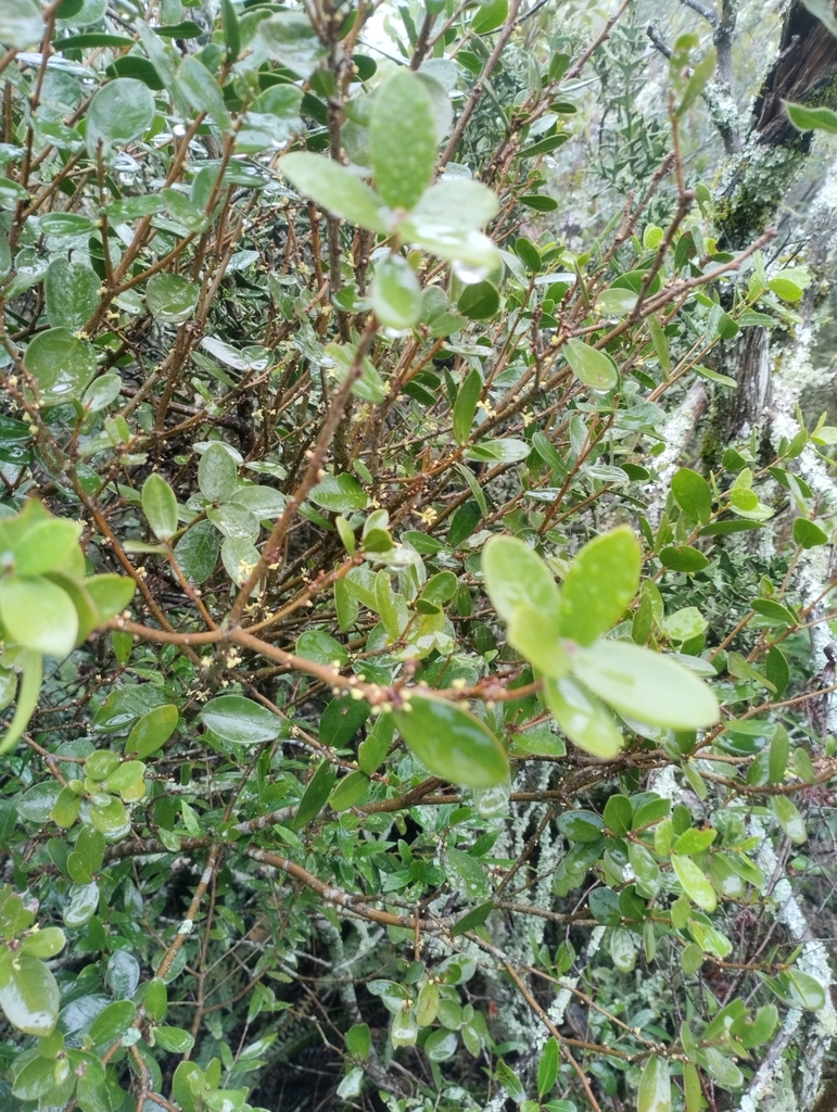 Daphnopsis racemosa (Daphnopsis racemosa)