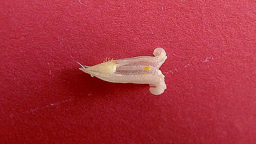 Daphnopsis racemosa: Daphnopsis racemosa Griseb.