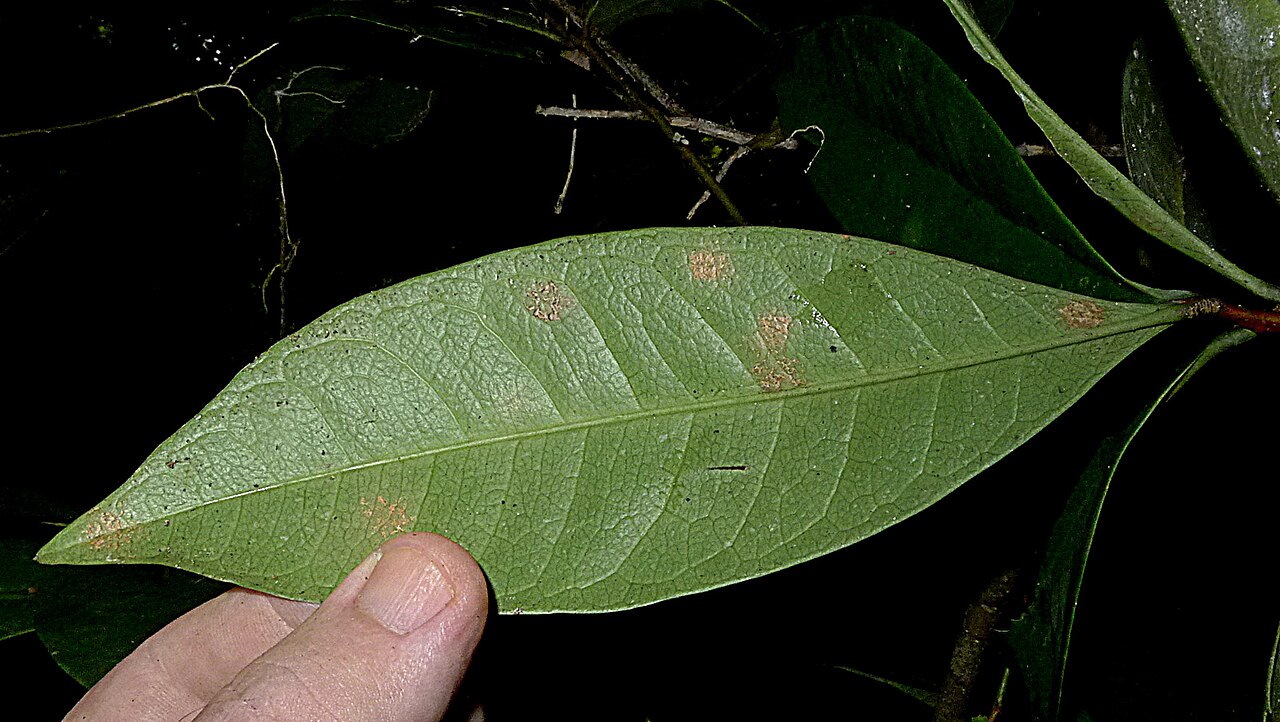 Daphnopsis racemosa: Daphnopsis racemosa Griseb.