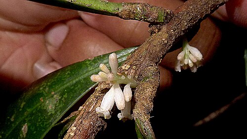 Daphnopsis racemosa: Daphnopsis racemosa Griseb.
