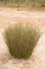 Dapsilanthus disjunctus (Dapsilanthus disjunctus)