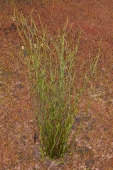 Dapsilanthus disjunctus (Dapsilanthus disjunctus)